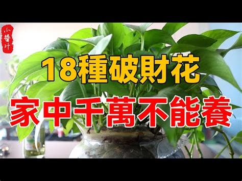 九重葛禁忌|如何按照風水來擺設九重葛？（特徵、方位、共同擺設。